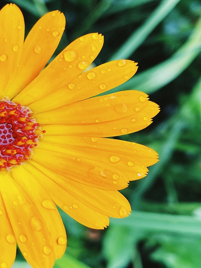 Top Flowering Plants for the Monsoon Season