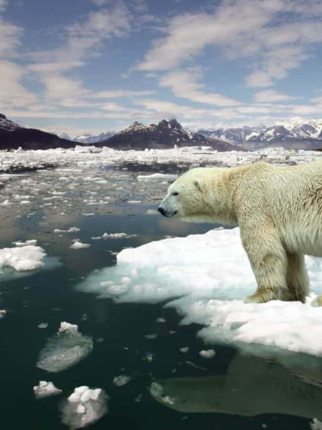 climate change polar bear