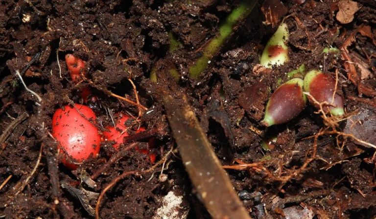 Scientists Discover Elusive Subterranean Palm Species Blooming & Bearing Fruit Underground