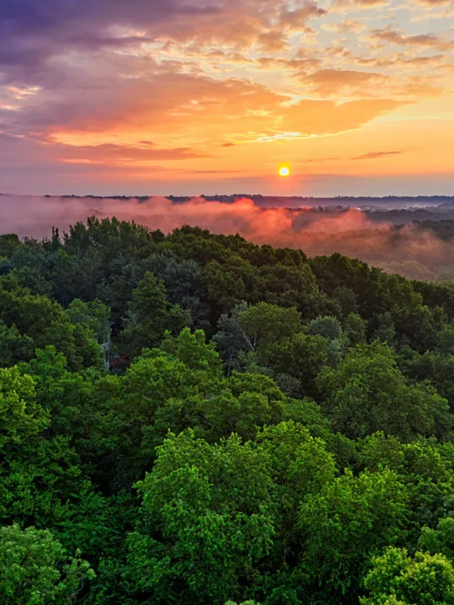 5 Mind-Blowing Facts of Forests You Never Knew