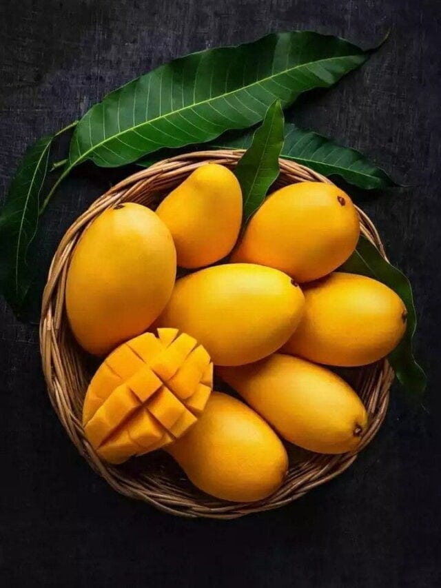 Top Mango Producing States In India United Impacts UI Newz