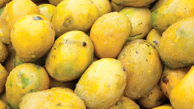 Health benefits of mangoes