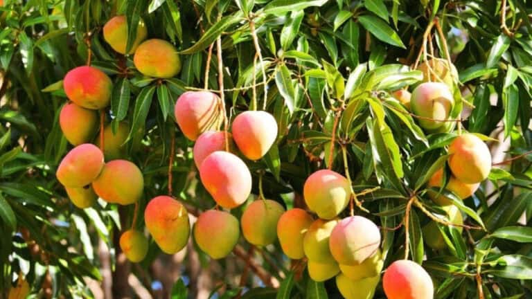 Mango Tree