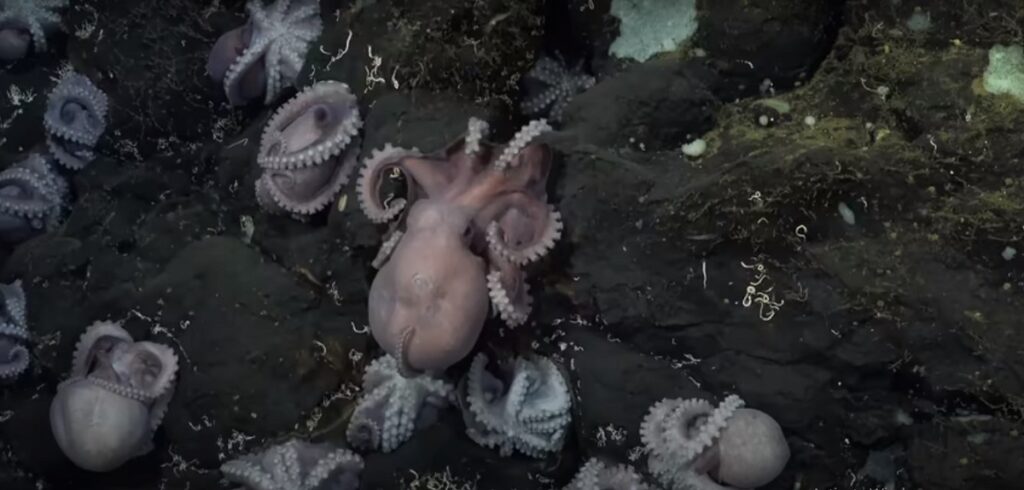 Deep Sea Octopus Nursery