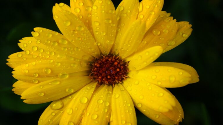 Flowering Plant For Monsoon