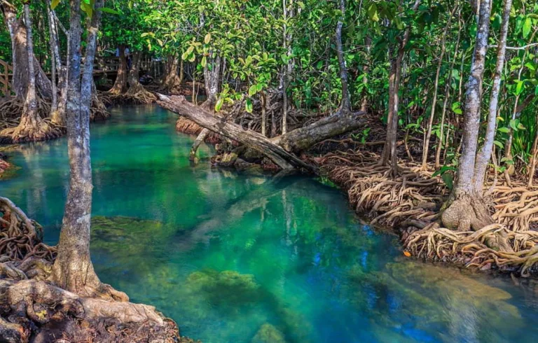 International Day for Conservation of Mangrove Ecosystem: Preserving Coastal Guardians