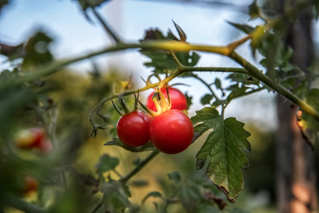 Tomato