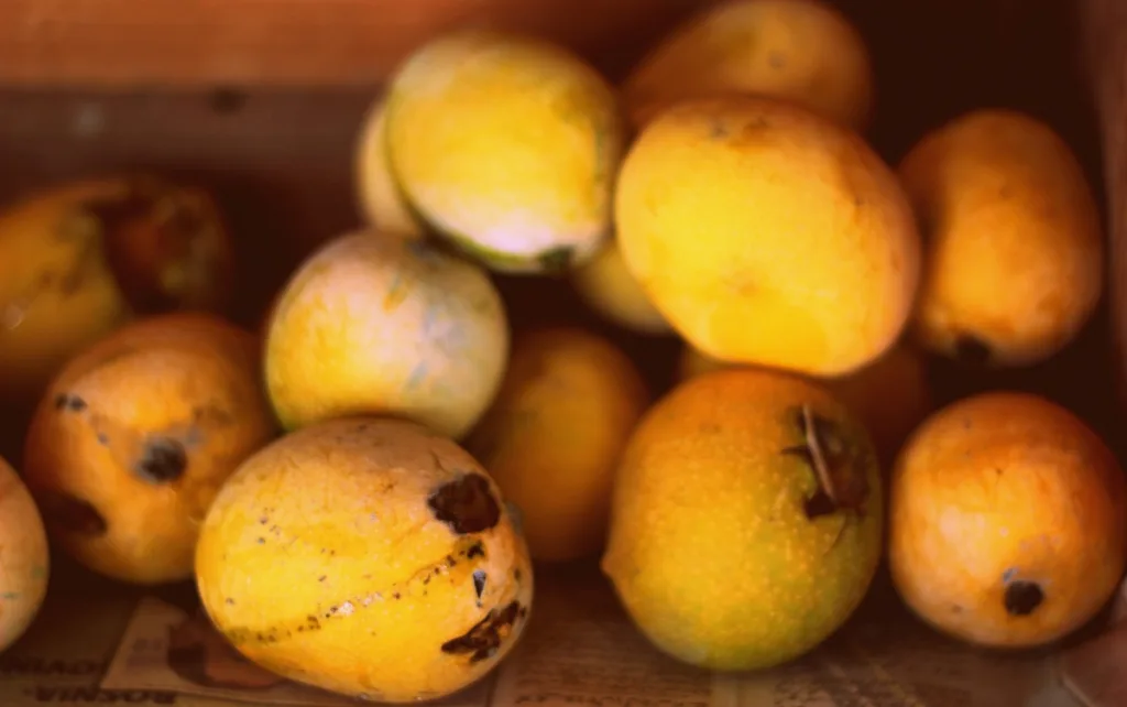 GI Tagged Indian Mango Varieties