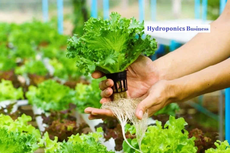 Hydroponic Business: Navigating Setup Cost, Investments, and Profit in Modern Farming