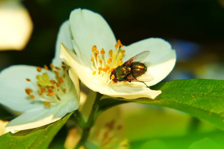 Insect-Repelling Plants