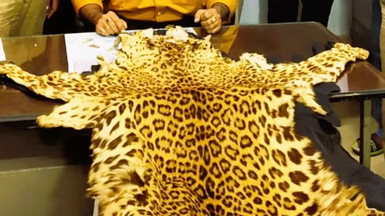 Directorate of Revenue Intelligence Seized 4 Leopard Skins in Srinagar, Jammu & Kashmir