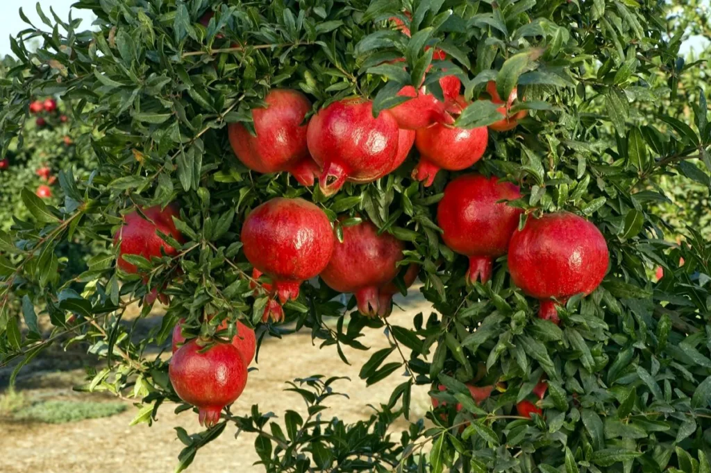 APEDA Facilitates 1st Trial Shipment of Fresh Pomegranates to USA