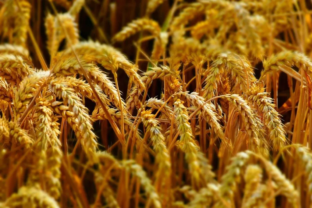 Government Revises Wheat Stock Limits to Ensure Food Security