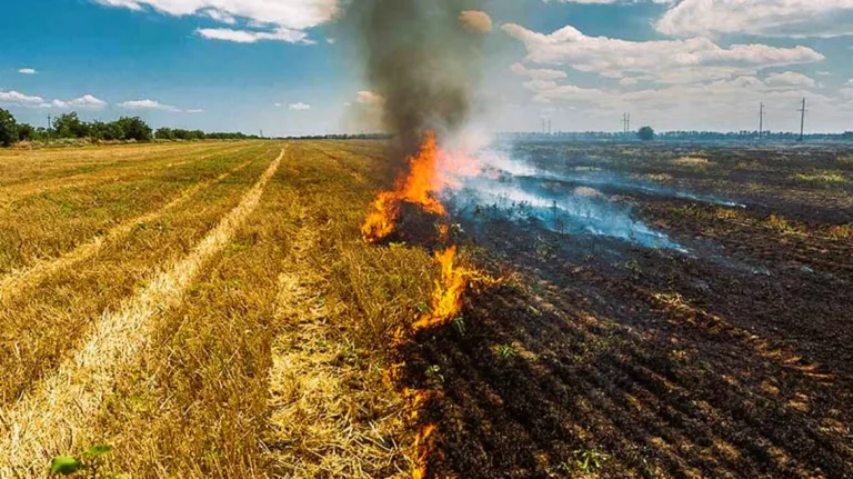 The Nature Conservancy Centre and IBM Unite to Reduce Crop Residue Burning in North India