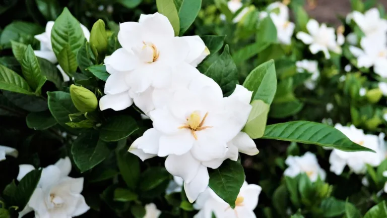 Gardenia