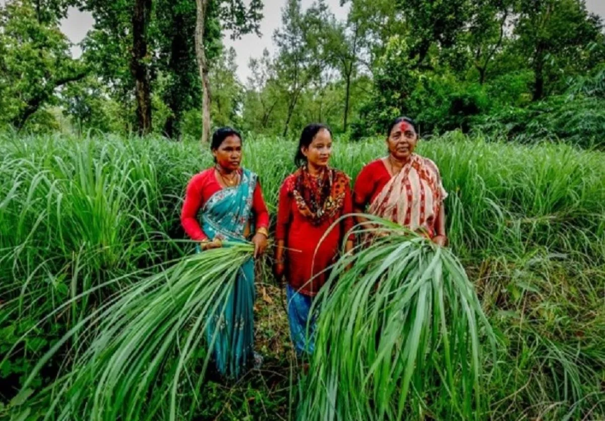 From Mayurbhanj to World: Inspiring Story of Tribal Lemongrass Farmers of Odisha