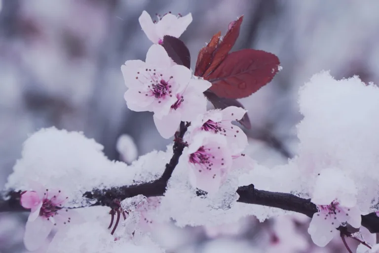 winter flower plants