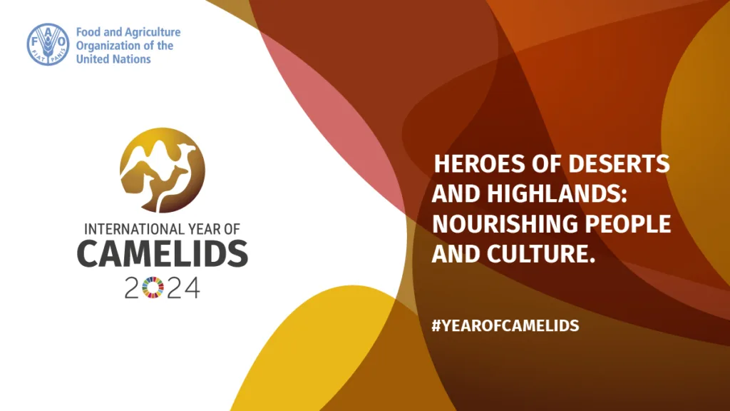 International Year of Camelids 2024: Guardians of Livelihoods and Sustainable Futures