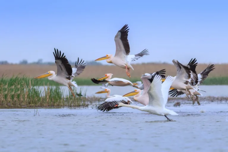 World Wildlife Day celebrated at Okhla Bird Sanctuary focusing on Mission LiFE