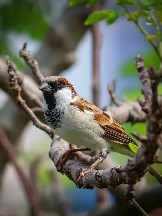 5 Easy Ways to Help Sparrows This Summer