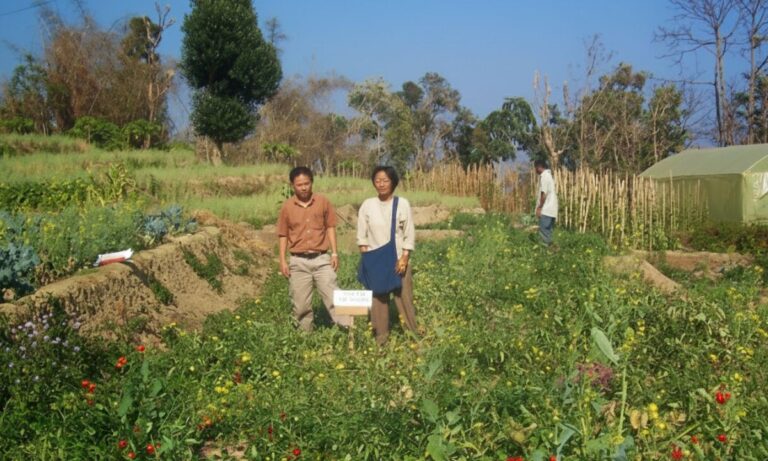 Mizo tomato farmers