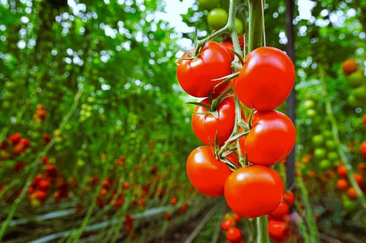 Off-season cultivation of tomato under protected environment: A promising option for livelihood improvement of Mizo farmers