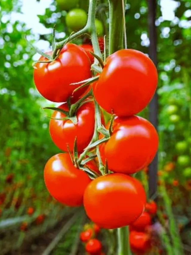 Indian Tomato Varieties You Must-Try