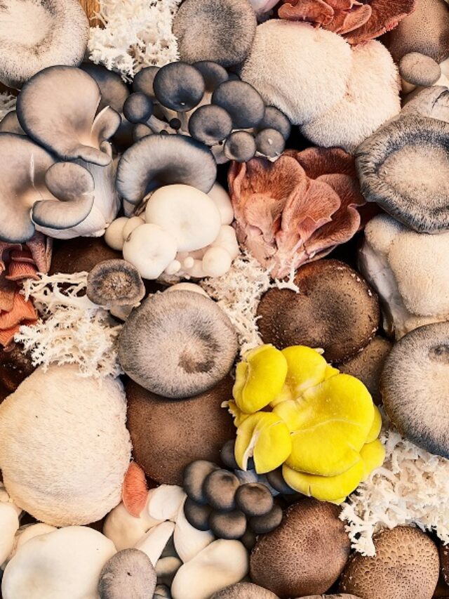 7 Easy Steps to Grow Fresh Mushrooms at Home