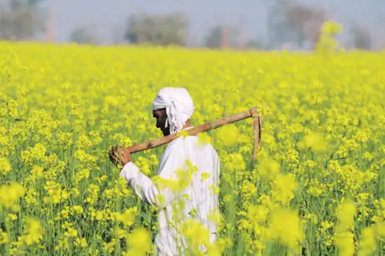 gmmustard-kDHD - 621x414LiveMint