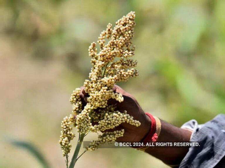 google-arts-culture-and-indias-ministry-of-agriculture-launch-digital-exhibit-on-millets