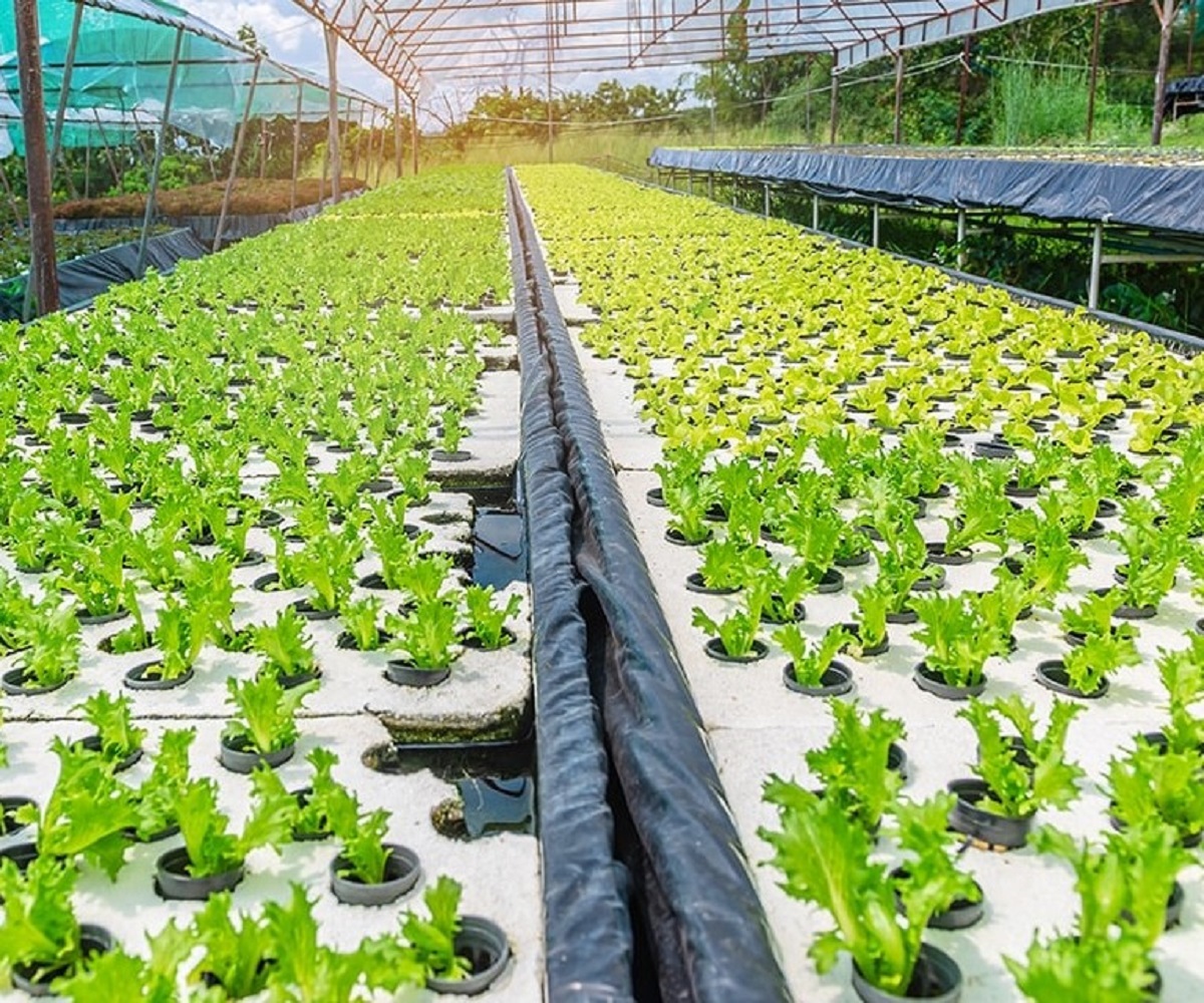 New Hydroponic Garden Paves the Way for Soil-Less Agriculture Advancements