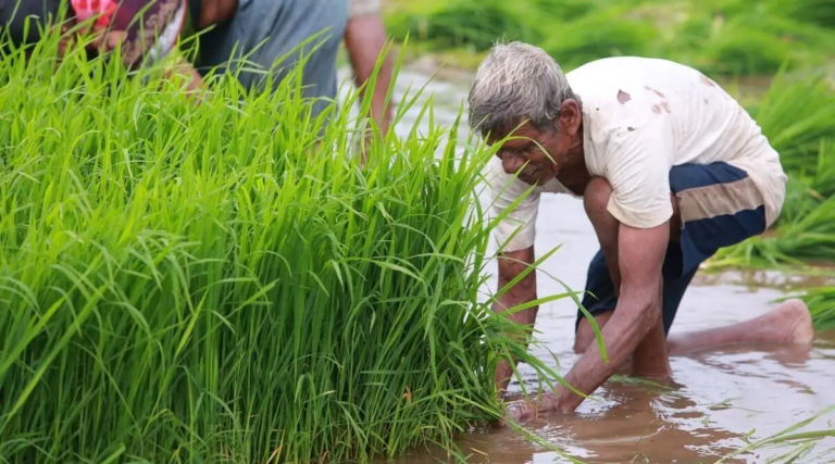 Kharif-crops-1