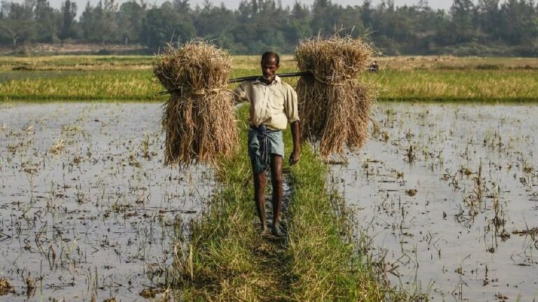 Odisha-agriculture-1024x576