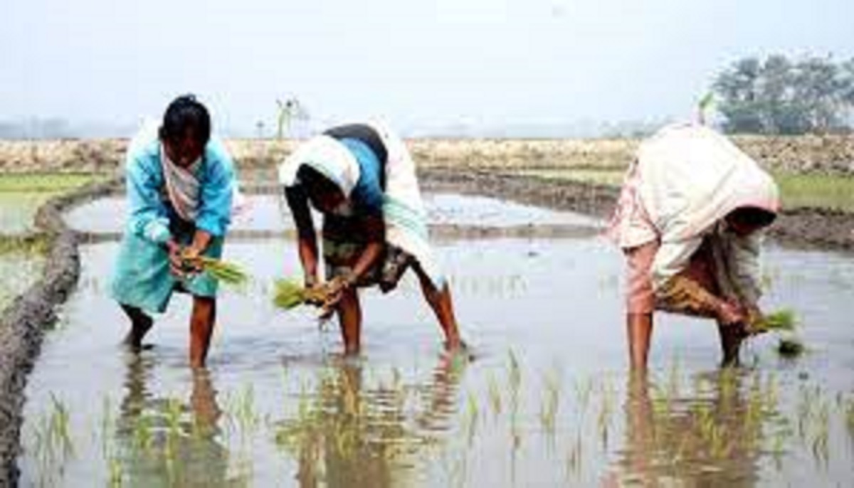 Climate Change Shaping Assam’s Agriculture Yield