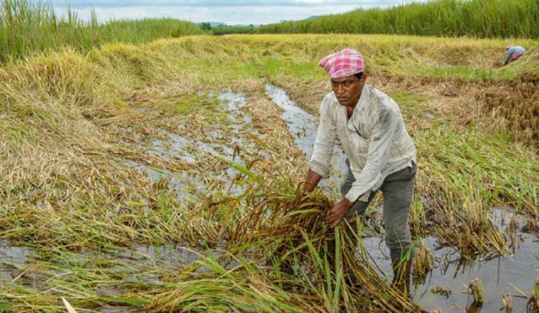 farmer-shows-damaged-paddy-crop-maharashtra-rain-pti