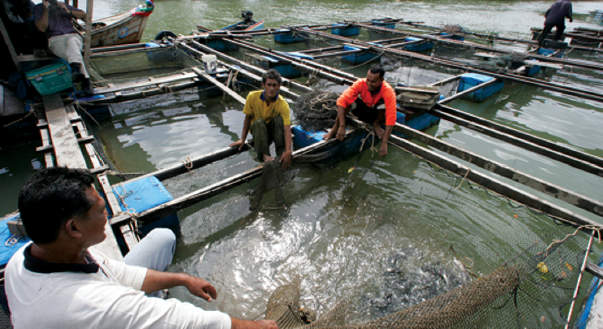 FAO Report: Global Fisheries and Aquaculture Production Hits New Record High