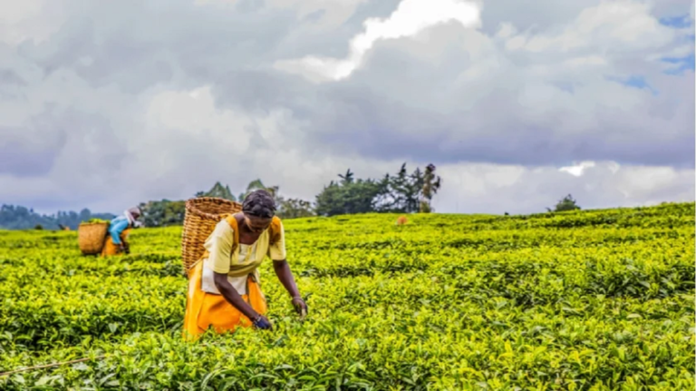 shutterstock_kenyan_woman_picking_tea_leaves