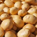 4727idea99293460-potato-Download