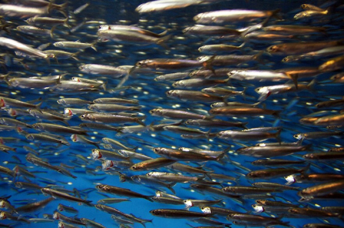 Climate Risks Projected to Affect Fish Biomass Around the World’s Oceans, FAO Report Says