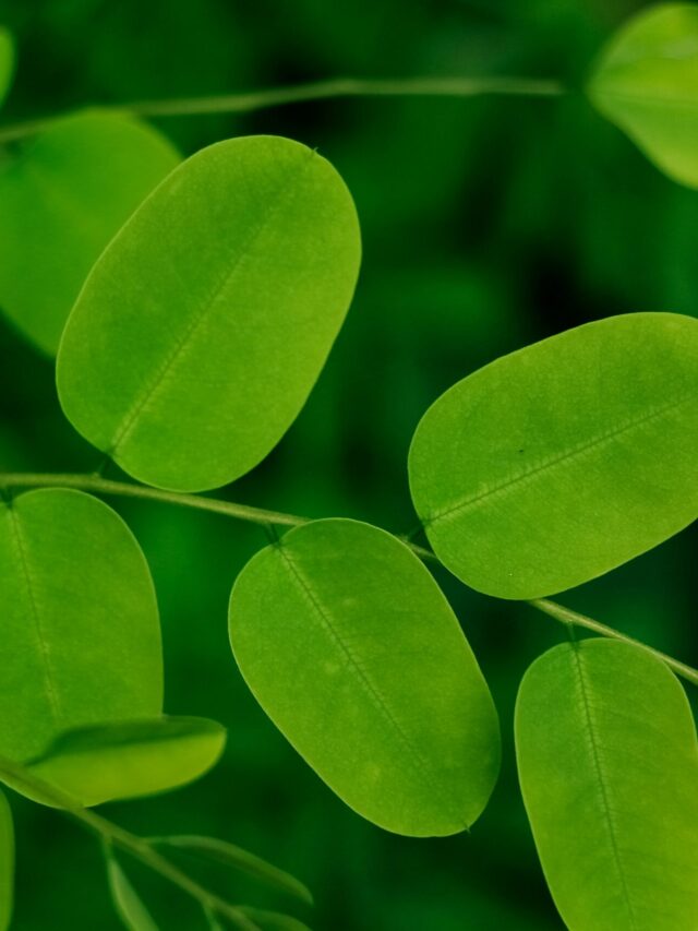 Why Moringa  Leaves Are a Superfood