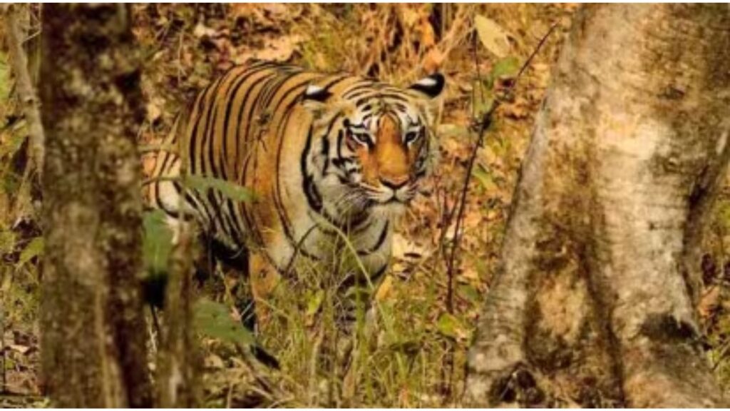 Madhya Pradesh Launches ₹145 Crore Scheme to Boost Tiger Conservation in Buffer Zones