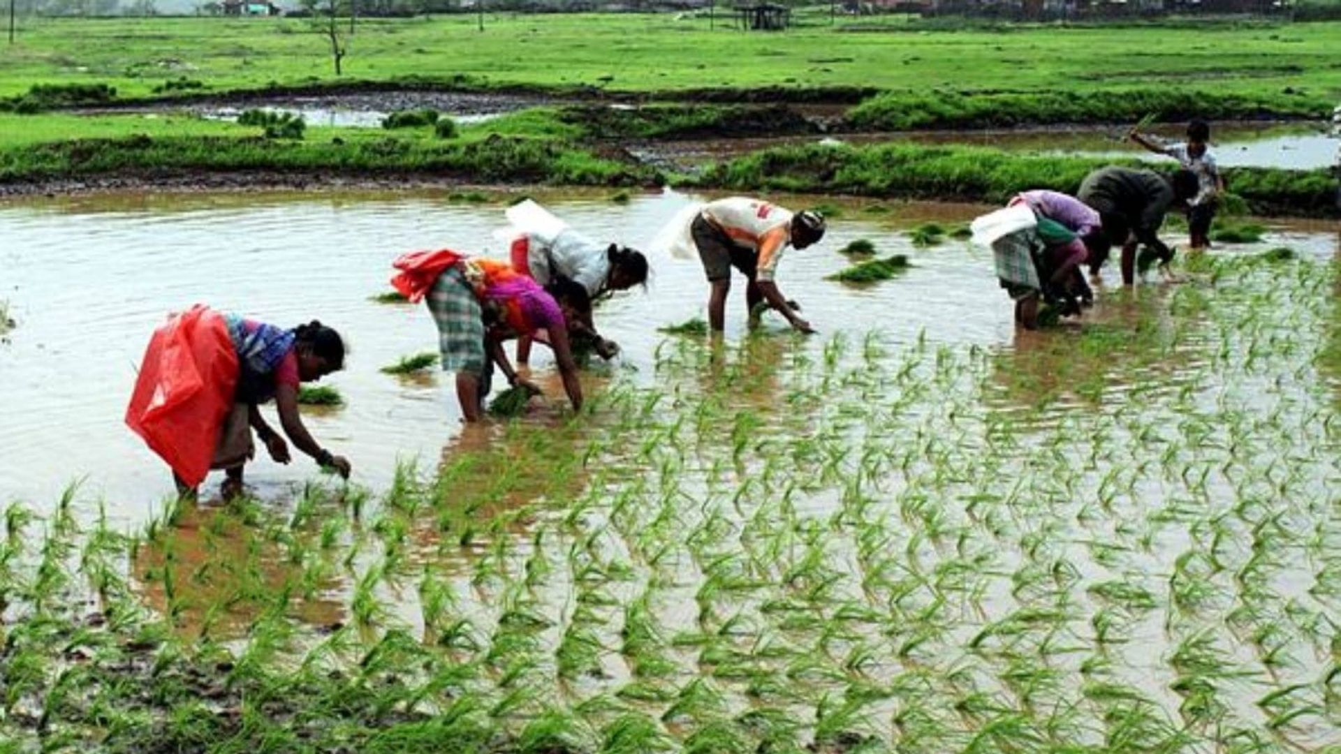 Rice cultivation and changing climate, a growing concern for Punjab, finds study