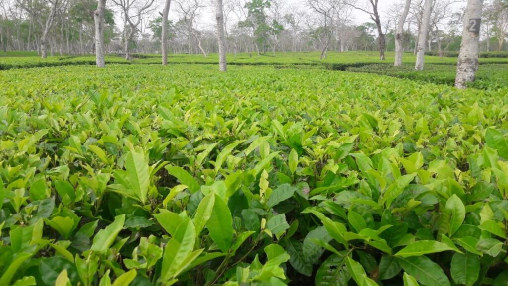 Tea Workers in North Bengal Face Climate Strain and Labour Woes