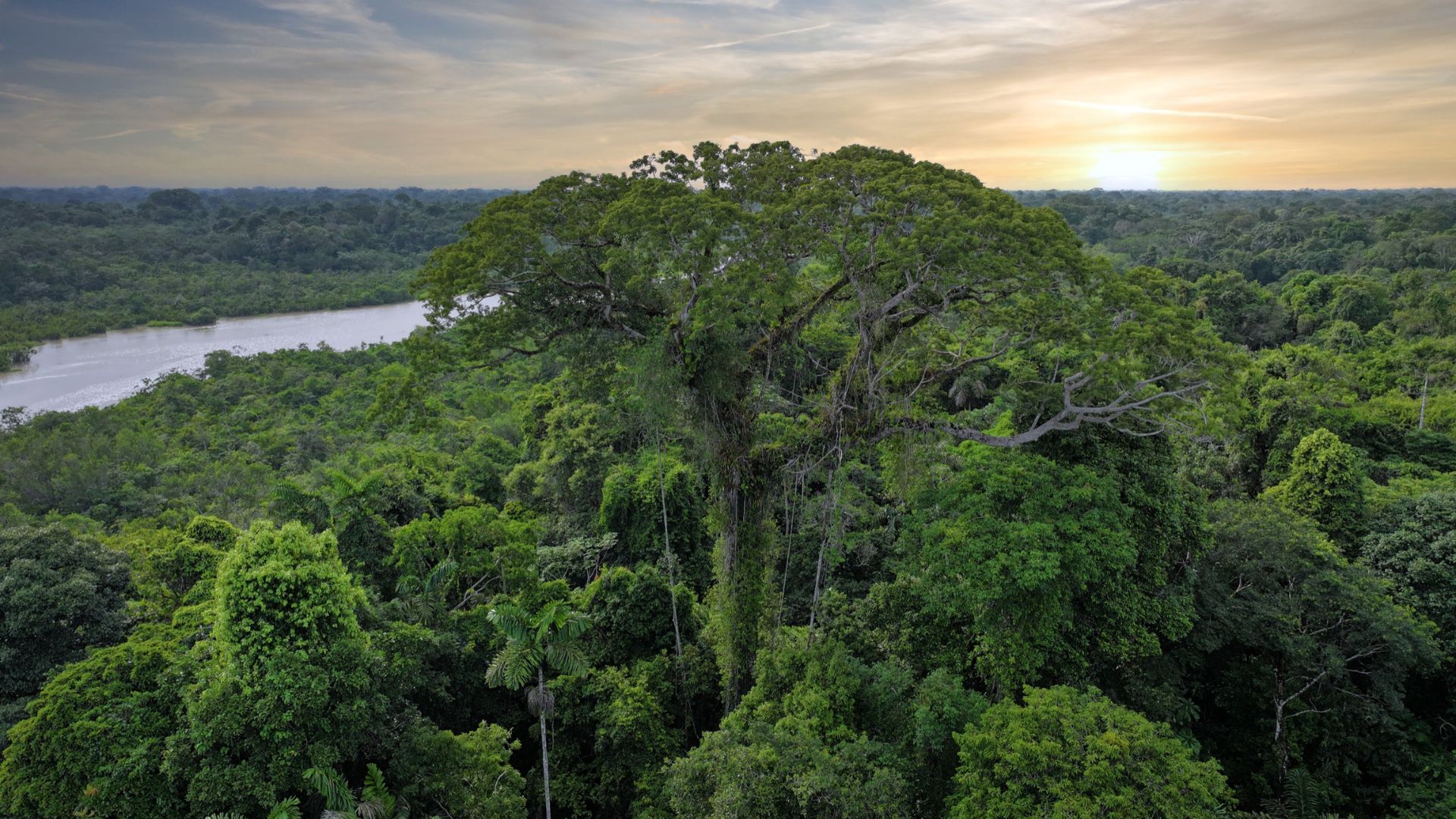 Ancient Forests Under Threat WRI Report Reveals Record Loss of Primary Rainforests in 2024