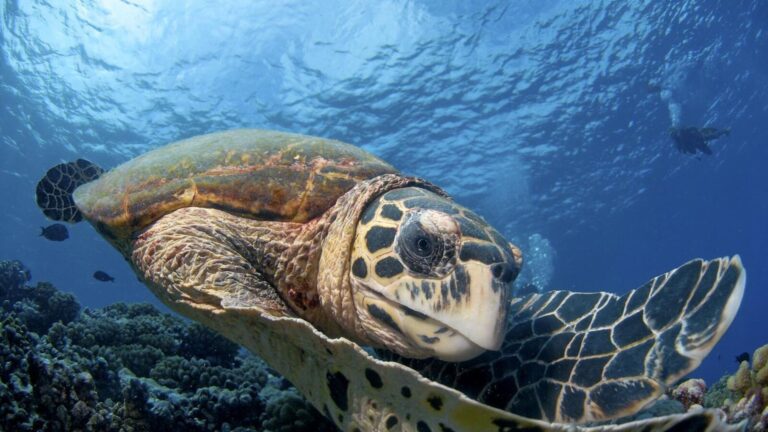 Climate Change Pushes Sea Turtles into Danger Zones, Sparking Urgent Calls for Adaptive Marine Conservation