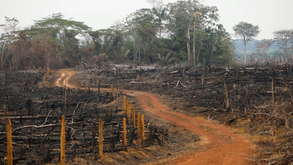 Colombia Records 33% Decline in Deforestation in Early 2025 Amid Stronger Crackdown and Community Engagement