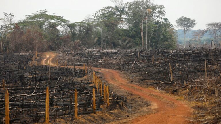 Colombia Records 33% Decline in Deforestation in Early 2025 Amid Stronger Crackdown and Community Engagement