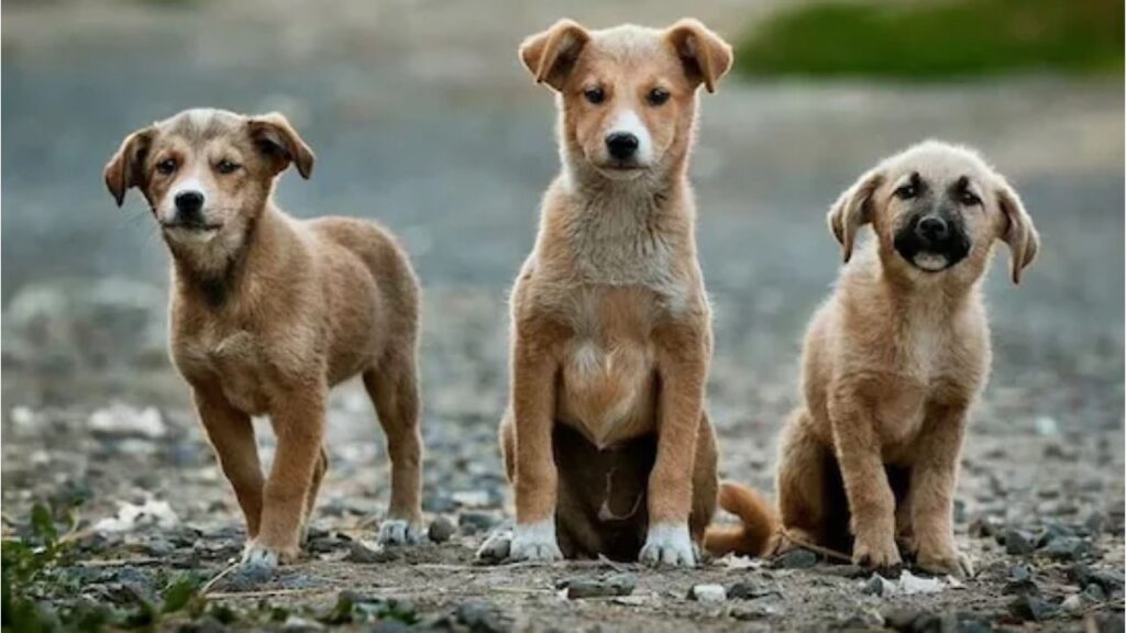SC Orders Removal of All Stray Dogs in Delhi-NCR, Activists Warn of Legal and Public Health Concerns