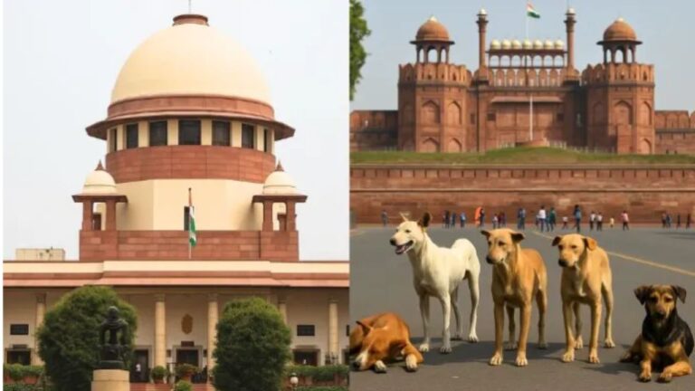 Supreme Court Allows Release of Stray Dogs Post-Sterilisation, Sets Rules for Feeding