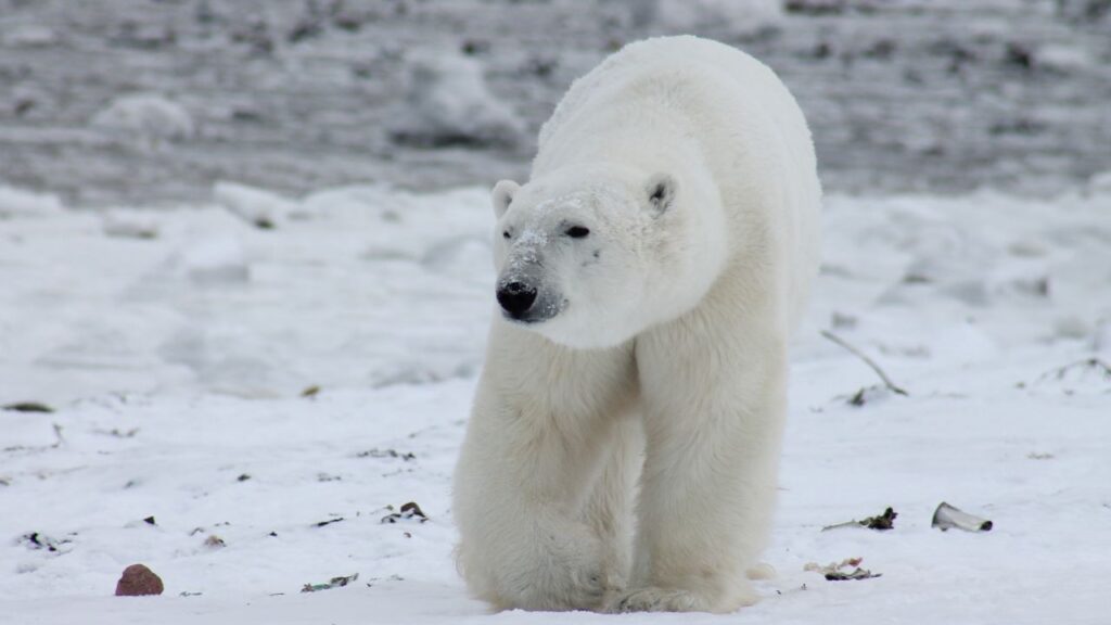 polar bear